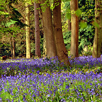 Buy canvas prints of Bluebell Woods Basildon Park Reading by Andy Evans Photos