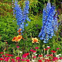 Buy canvas prints of Blue Delphiniums Summer Flowers by Andy Evans Photos