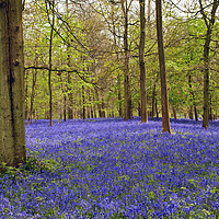 Buy canvas prints of Bluebell Woods Greys Court Oxfordshire UK by Andy Evans Photos