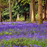 Buy canvas prints of Bluebells Bluebell Woods Basildon Park Berkshire by Andy Evans Photos