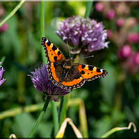 Buy canvas prints of Butterfly on Chives by David Hancox