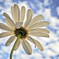 Buy canvas prints of white Daisy against a blue cloudy sky by Mark Stone