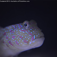 Buy canvas prints of Pink Spotted Watchman Goby (Cryptocentrus leptocep by Robert Chadwick