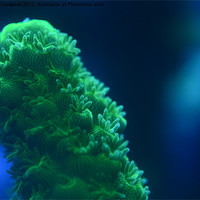 Buy canvas prints of Green Acropora sp by Robert Chadwick