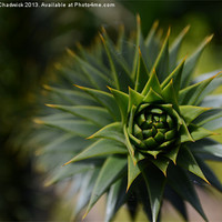 Buy canvas prints of Monkey puzzle by Robert Chadwick