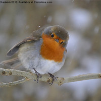 Buy canvas prints of Robin in the snow by Robert Chadwick