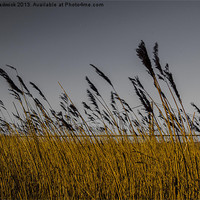 Buy canvas prints of Humber through the reeds by Robert Chadwick
