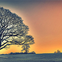 Buy canvas prints of OAK TREES SUN SET GLOW by martin kimberley