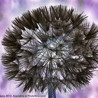 Buy canvas prints of Inverted Dandelion by Lucy Steele