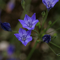 Buy canvas prints of blue flowers 3 by anne lyubareva