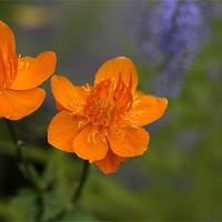 Buy canvas prints of 2 orange flowers by anne lyubareva