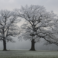 Buy canvas prints of Winter Trees by Steve James