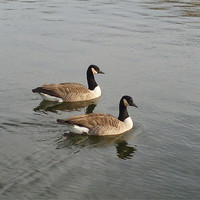 Buy canvas prints of The Geese by Millie Duckett