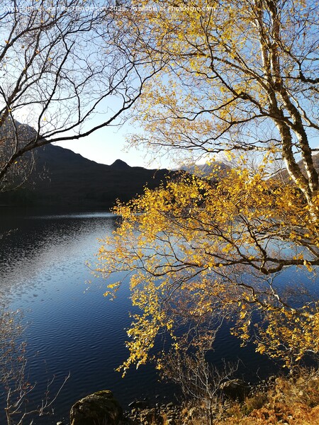 Autumn Colours at Loch Clair Picture Board by Jennifer Henderson