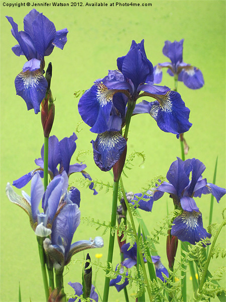Blue Irises Picture Board by Jennifer Henderson