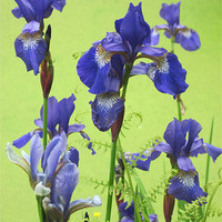 Buy canvas prints of Blue Irises by Jennifer Henderson