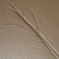 Buy canvas prints of Sand Tree by Jennifer Henderson