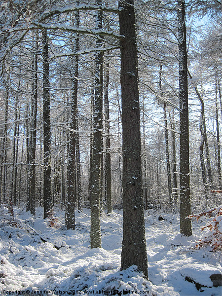 Snowy Trees Picture Board by Jennifer Henderson