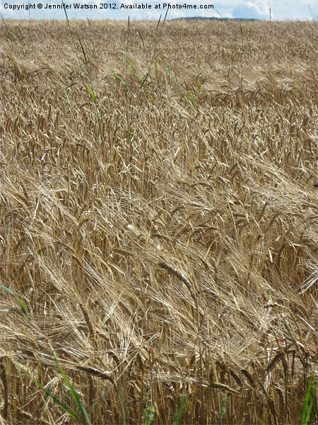 Field of Barley Picture Board by Jennifer Henderson