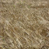 Buy canvas prints of Field of Barley by Jennifer Henderson
