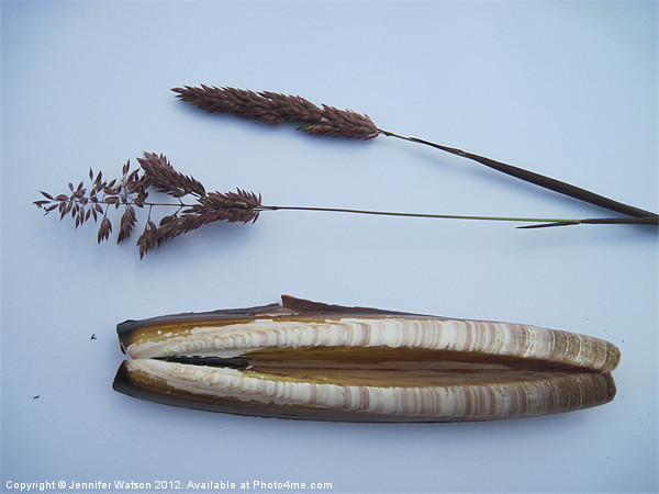 Razor Shell and Grass Picture Board by Jennifer Henderson