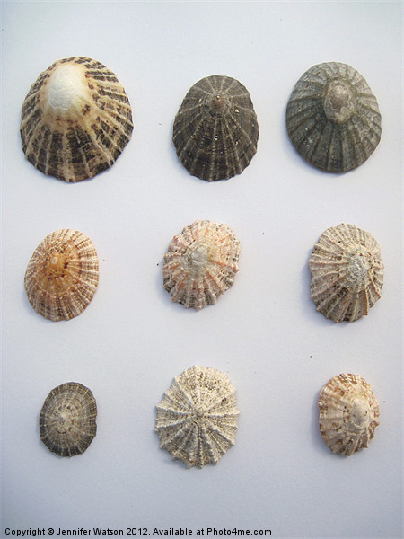 Nine More Limpet Shells Picture Board by Jennifer Henderson