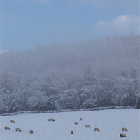 Buy canvas prints of Winter Grazing by Jennifer Henderson