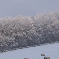 Buy canvas prints of Winter Grazing 2 by Jennifer Henderson