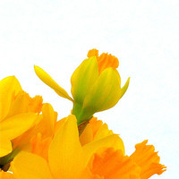 Buy canvas prints of Daffodil Yellow by Jennifer Henderson