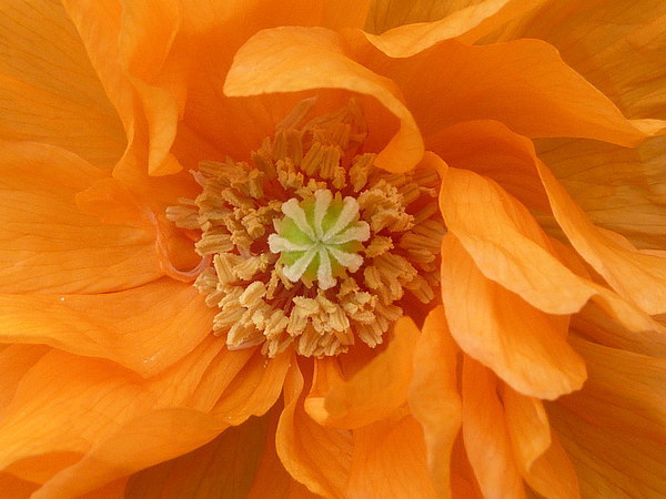 Orange Poppy Picture Board by Jennifer Henderson