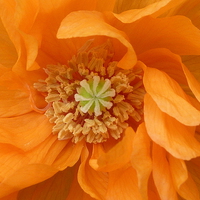 Buy canvas prints of Orange Poppy by Jennifer Henderson