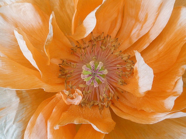 Pale Orange Poppy Picture Board by Jennifer Henderson