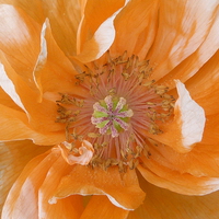 Buy canvas prints of Pale Orange Poppy by Jennifer Henderson