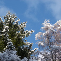 Buy canvas prints of Snowy Treetops by Jennifer Henderson