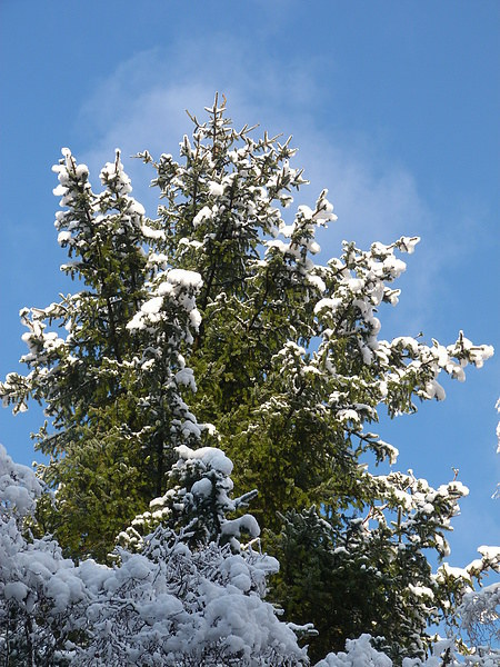 Winter Trees Picture Board by Jennifer Henderson