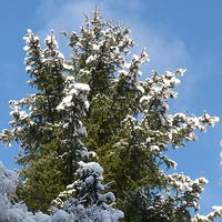 Buy canvas prints of Winter Trees by Jennifer Henderson