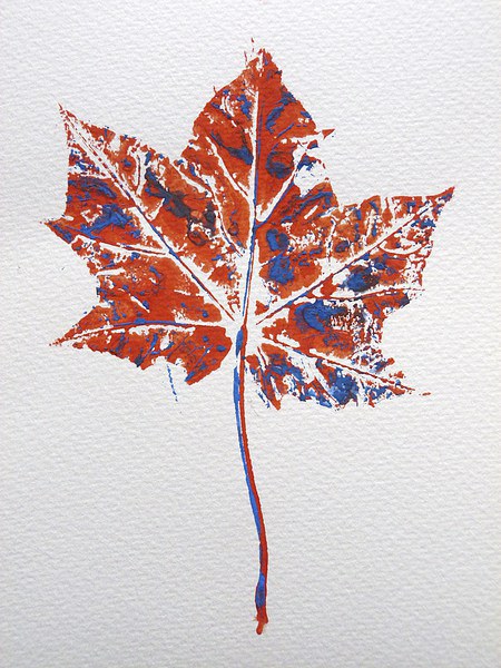 Maple leaf in red and blue Picture Board by Jennifer Henderson