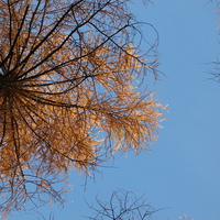 Buy canvas prints of Looking up at Larch by Jennifer Henderson
