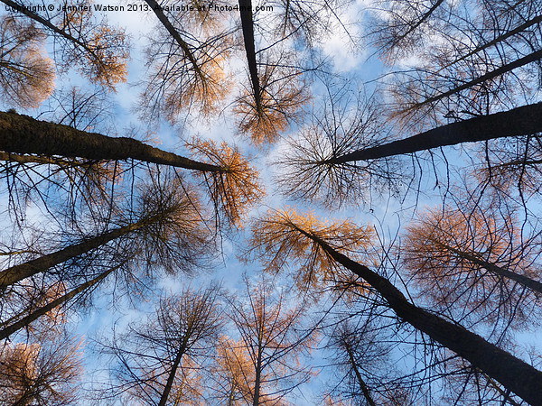 Looking up at Larches Picture Board by Jennifer Henderson