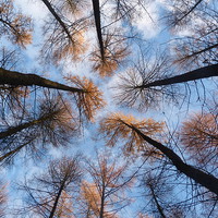 Buy canvas prints of Looking up at Larches by Jennifer Henderson
