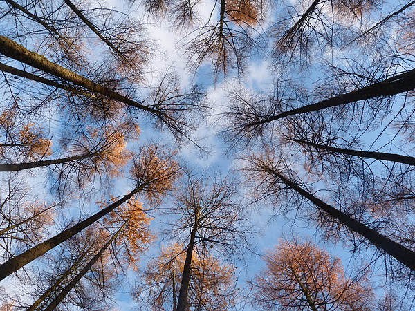 Looking up at Larch 2 Picture Board by Jennifer Henderson