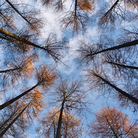 Buy canvas prints of Looking up at Larch 2 by Jennifer Henderson
