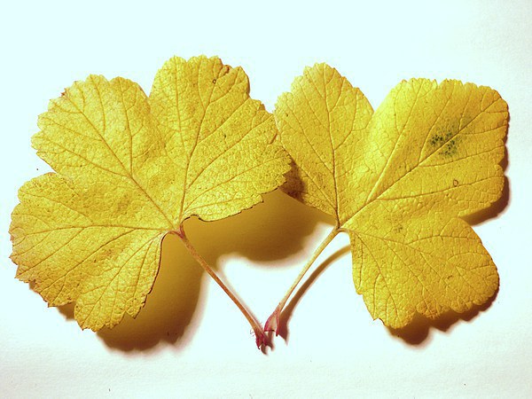 Yellow Leaves Picture Board by Jennifer Henderson