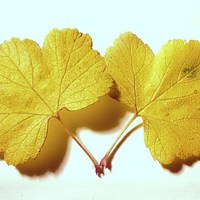 Buy canvas prints of Yellow Leaves by Jennifer Henderson