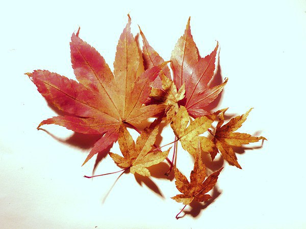 Maple leaves Picture Board by Jennifer Henderson
