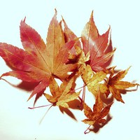 Buy canvas prints of Maple leaves by Jennifer Henderson
