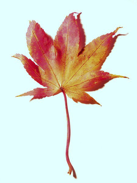 Maple leaf, red and gold Picture Board by Jennifer Henderson