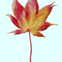 Buy canvas prints of Maple leaf, red and gold by Jennifer Henderson