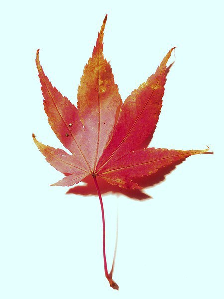 Red maple leaf Picture Board by Jennifer Henderson