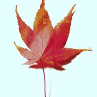 Buy canvas prints of Red maple leaf by Jennifer Henderson